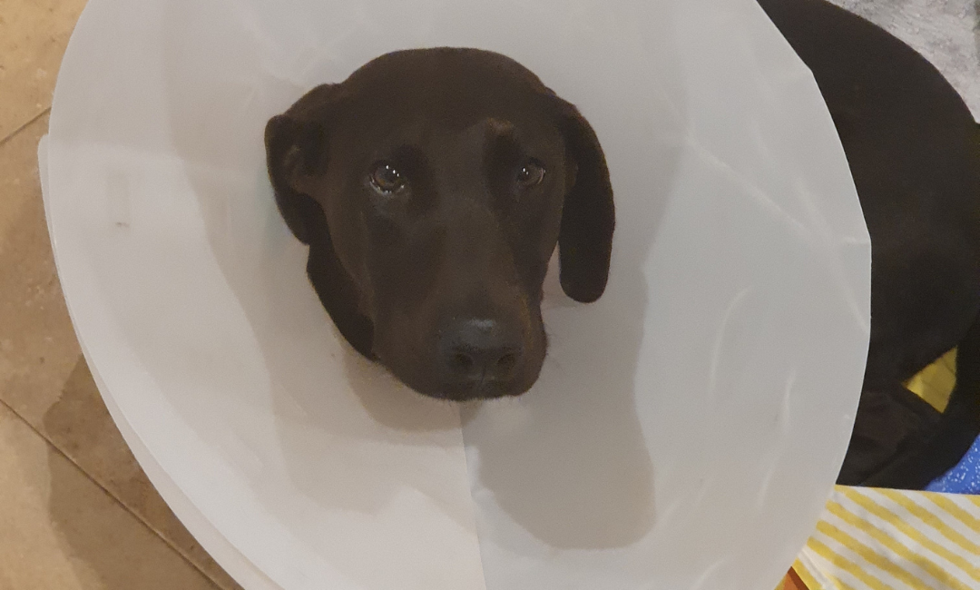 Colliers électriques pour chiens : une pratique cruelle encore trop banalisée