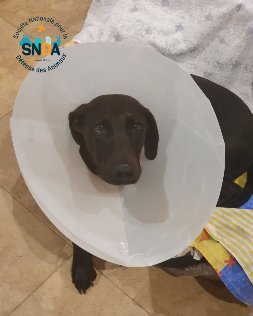 Colliers électriques pour chiens : une pratique cruelle encore trop banalisée