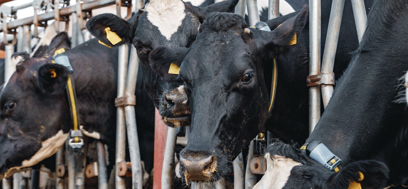 70 000 animaux bloqués en mer : la guerre révèle les failles du droit