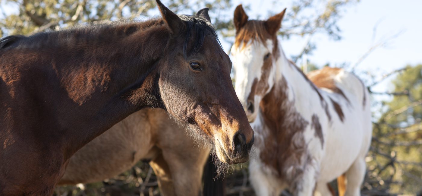 Abandon aggravé d’équidés : condamnation confirmée dans une affaire rare