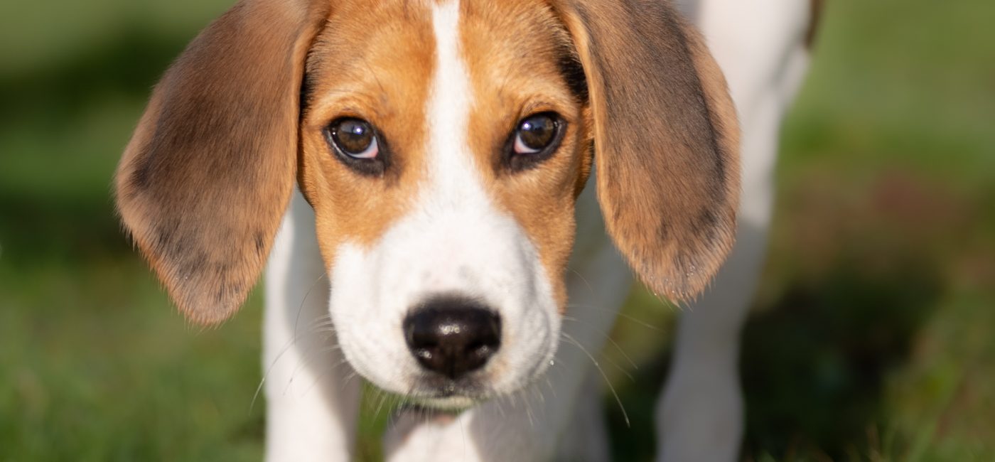 Maltraitance animale : condamnation confirmée en appel pour la mort d’un chiot