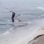 Affaire Opape : la SNDA engagée devant le Tribunal de Papeete pour dénoncer la maltraitance animale