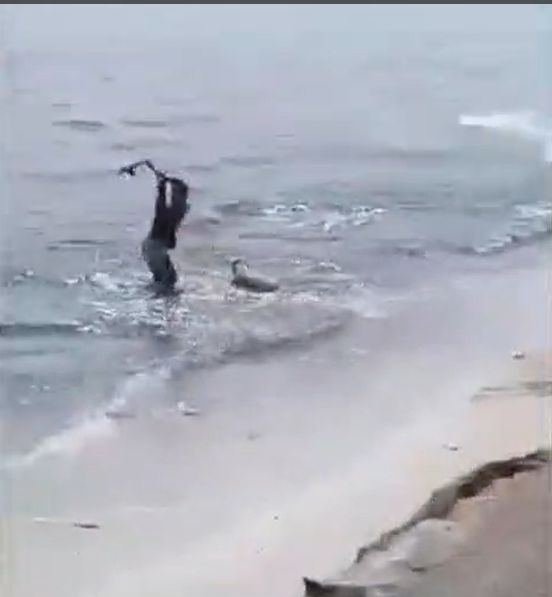 Affaire Opape : la SNDA engagée devant le Tribunal de Papeete pour dénoncer la maltraitance animale