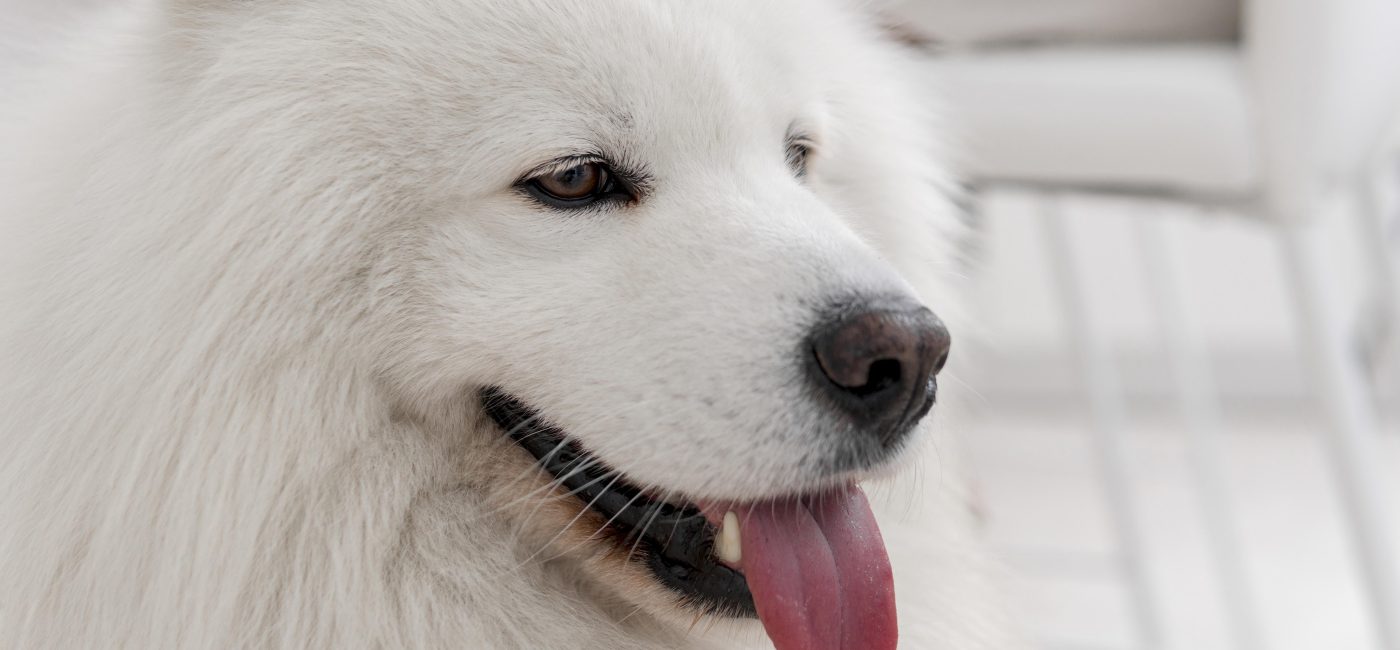 Élevage clandestin et maltraitance : la justice condamne un couple