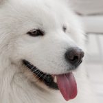 Élevage clandestin et maltraitance : la justice condamne un couple