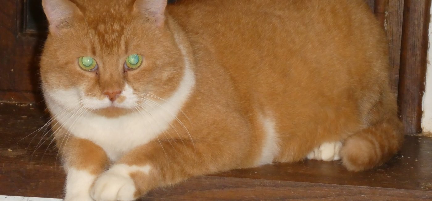 Sauvetage de 11 chats sauvages à Boulogne-sur-Mer