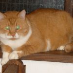 Sauvetage de 11 chats sauvages à Boulogne-sur-Mer