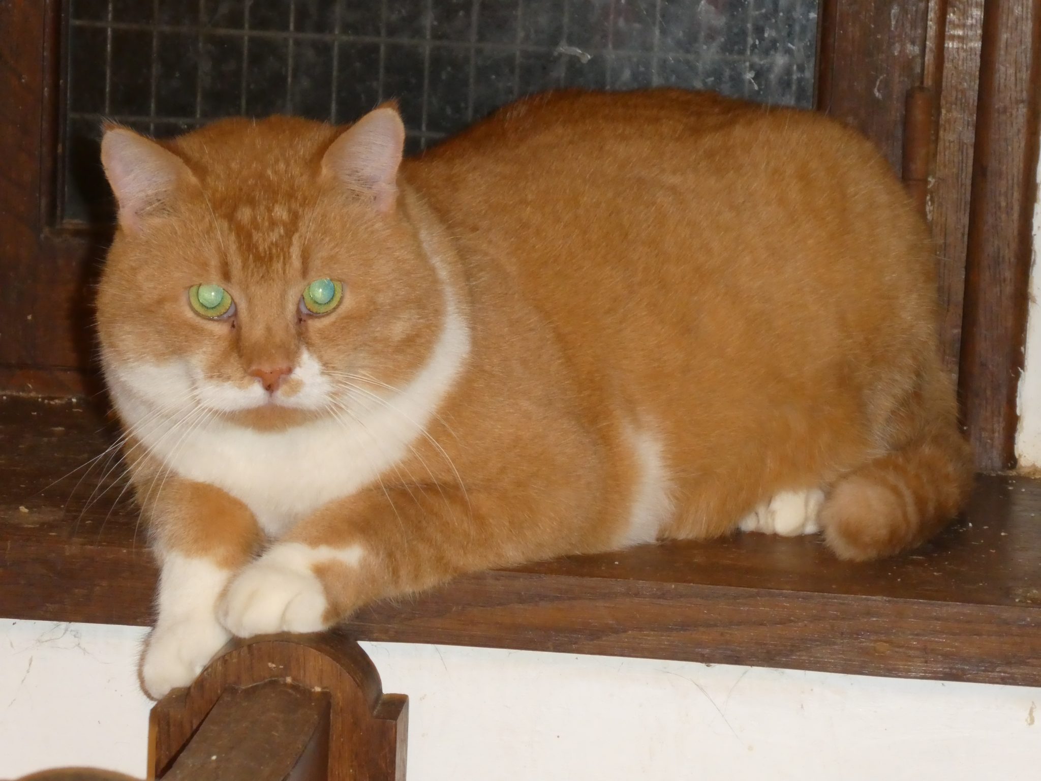 Sauvetage de 11 chats sauvages à Boulogne-sur-Mer