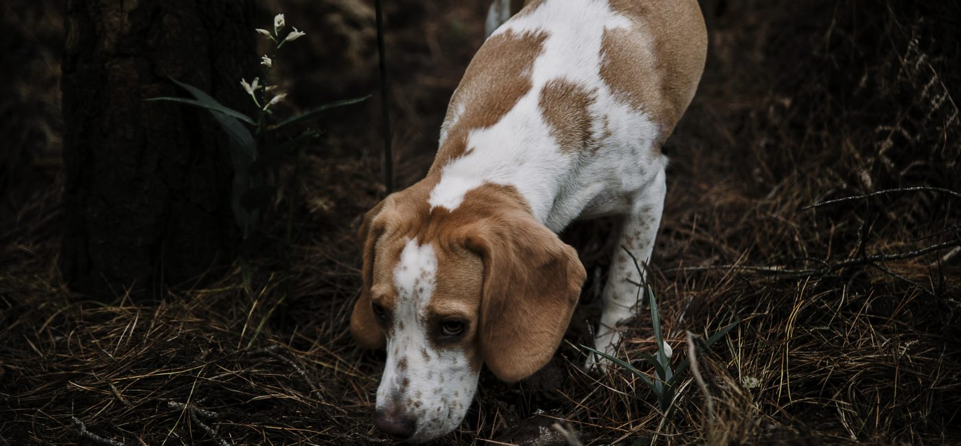 Chiens de chasse détenus dans l’horreur : une condamnation exemplaire prononcée