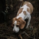 Chiens de chasse détenus dans l’horreur : une condamnation exemplaire prononcée