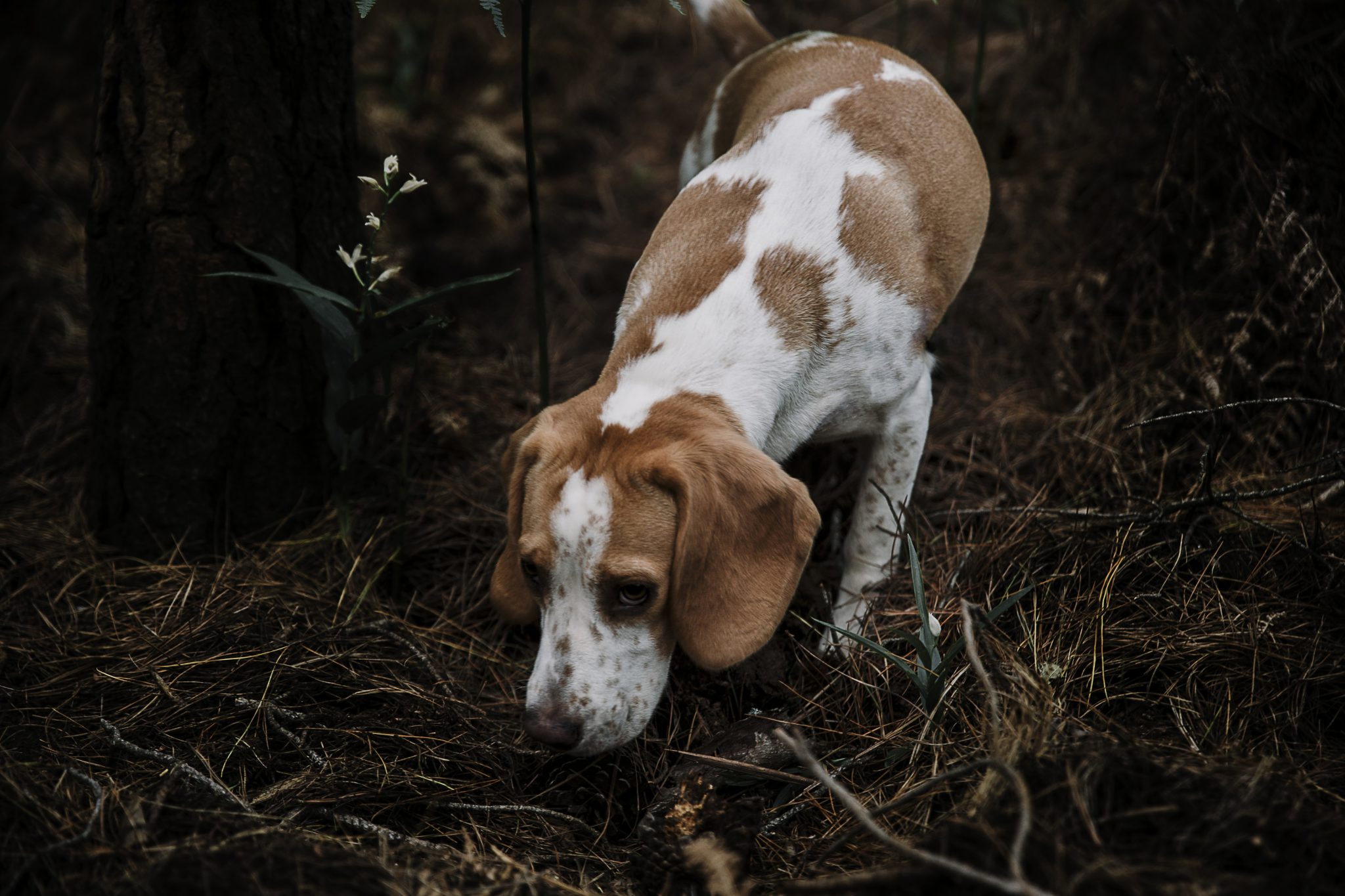 Chiens de chasse détenus dans l’horreur : une condamnation exemplaire prononcée