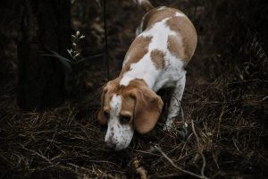 chien chasse