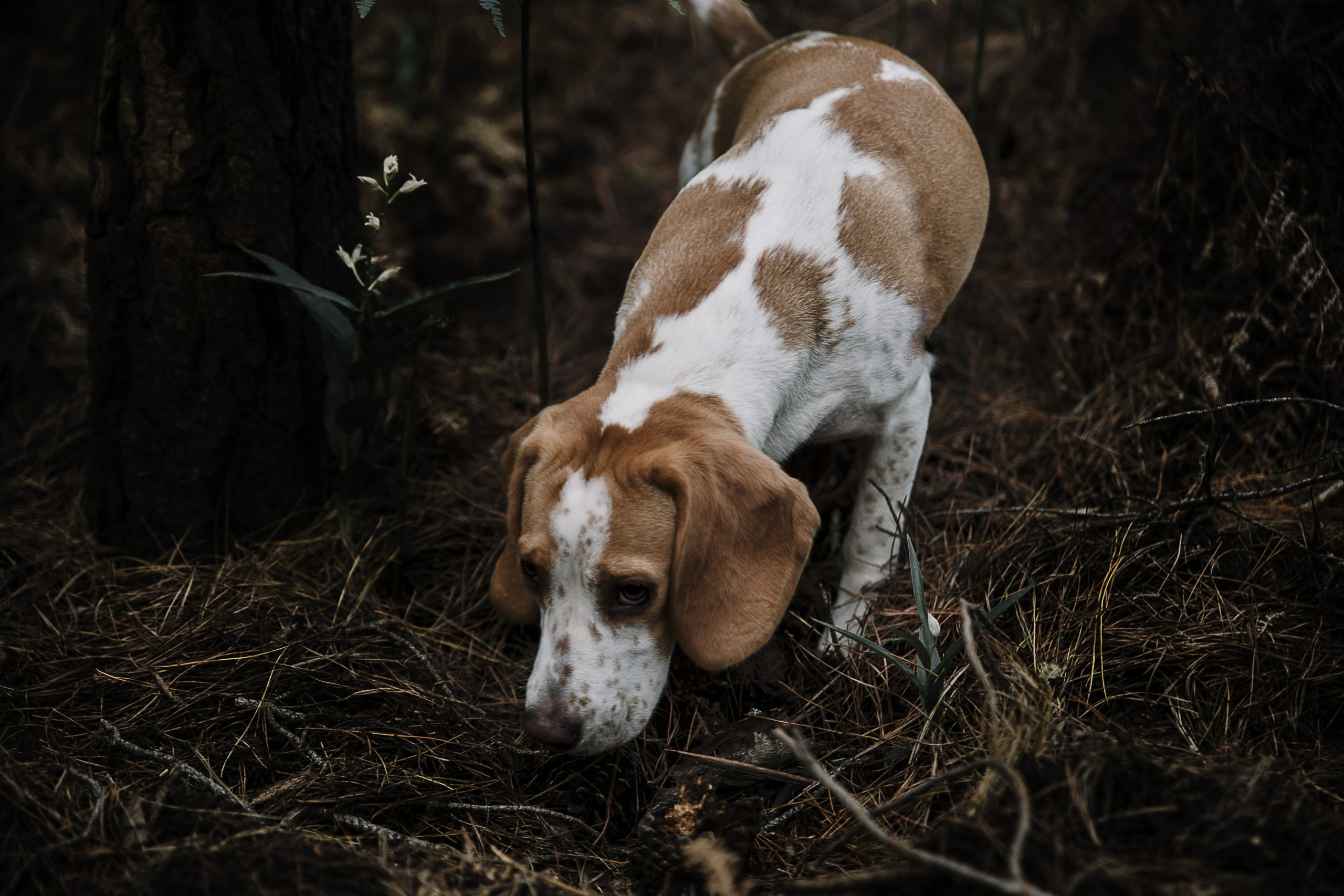 chien chasse