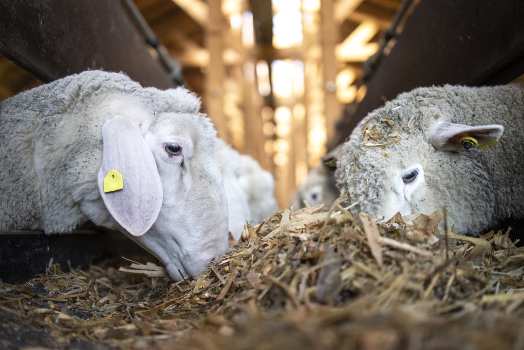 4 000 moutons et chèvres meurent piégés dans un cargo en feu : le transport d’animaux vivants une nouvelle fois en cause