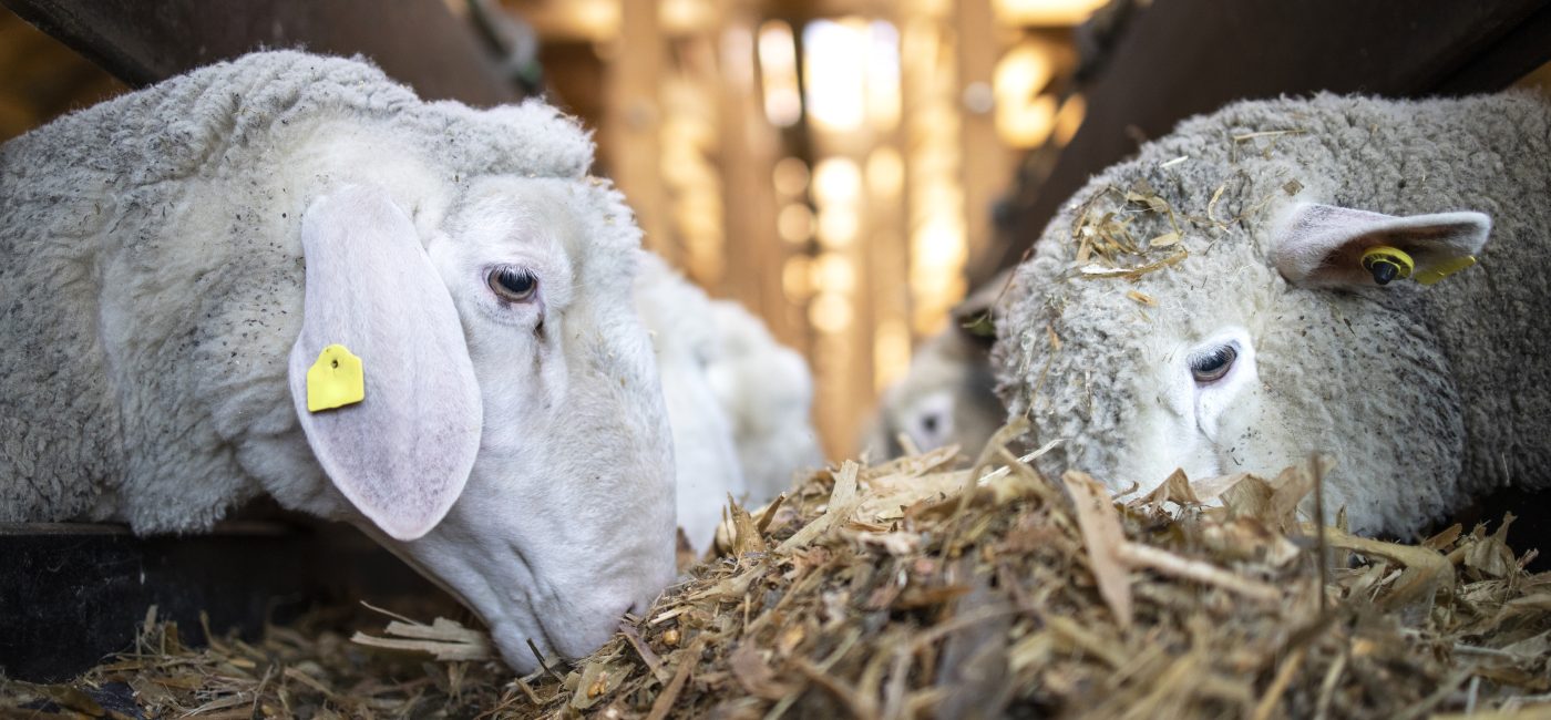 4 000 moutons et chèvres meurent piégés dans un cargo en feu : le transport d’animaux vivants une nouvelle fois en cause
