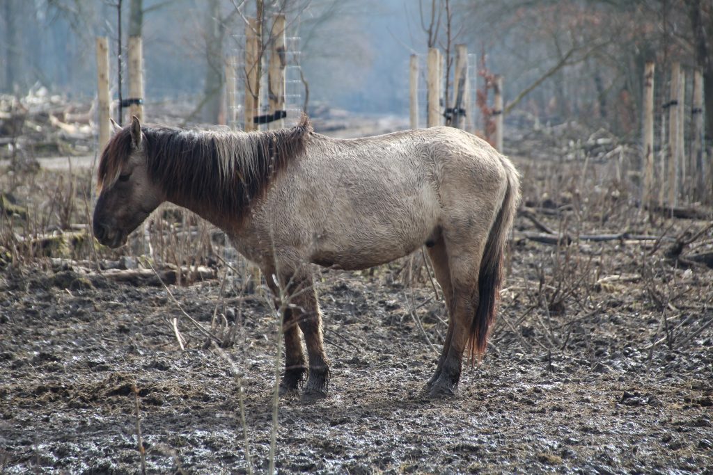 Chevaux mutilés : une décision marquante en appel et un enjeu majeur pour le préjudice animalier