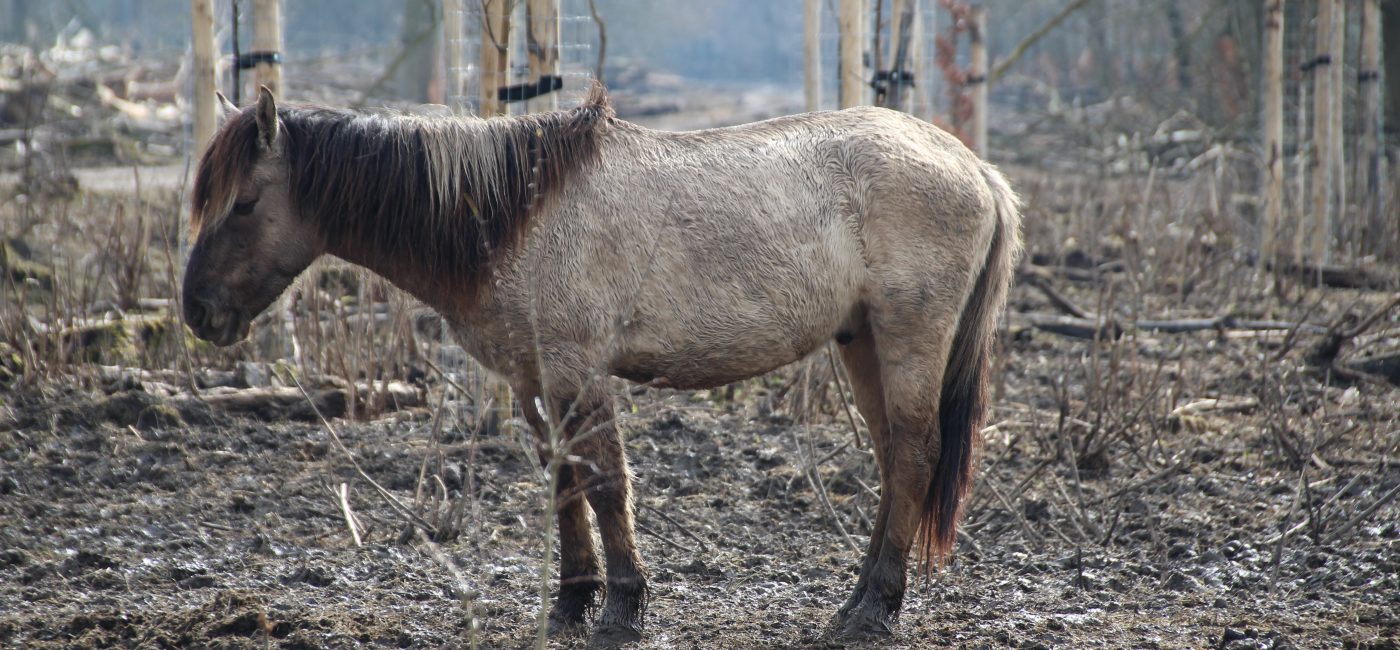 Chevaux mutilés : une décision marquante en appel et un enjeu majeur pour le préjudice animalier