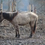 Chevaux mutilés : une décision marquante en appel et un enjeu majeur pour le préjudice animalier