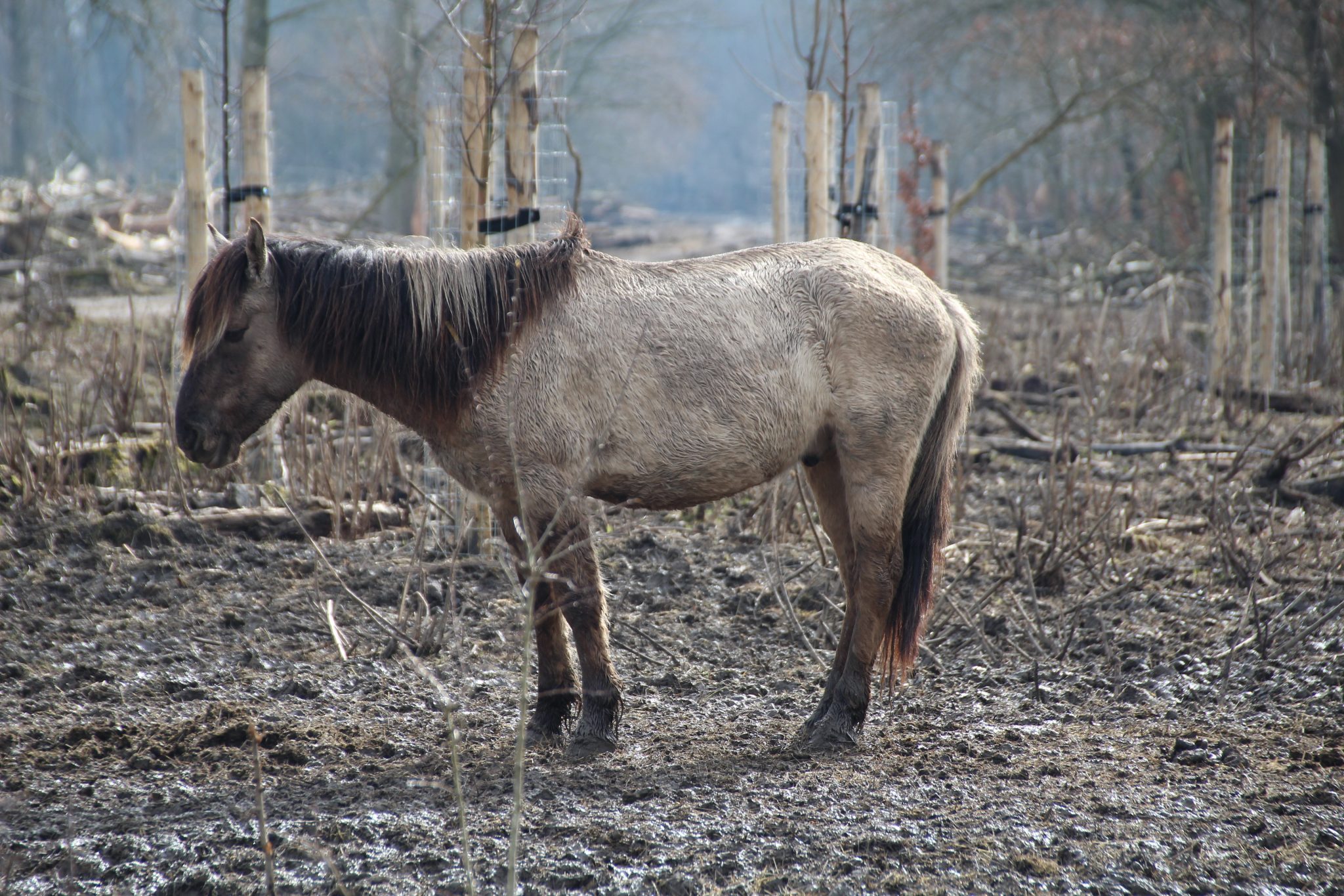 Chevaux mutilés : une décision marquante en appel et un enjeu majeur pour le préjudice animalier