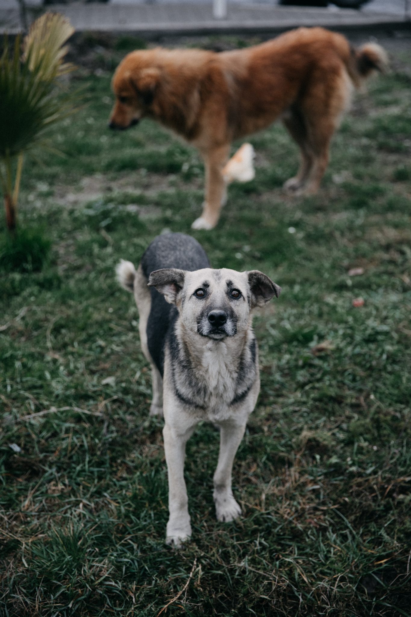 Maltraitance animale : la SNDA défend en appel la confiscation des chiens et les interdictions prononcées