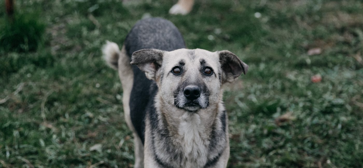 Maltraitance animale : la SNDA défend en appel la confiscation des chiens et les interdictions prononcées
