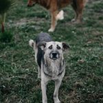Maltraitance animale : la SNDA défend en appel la confiscation des chiens et les interdictions prononcées