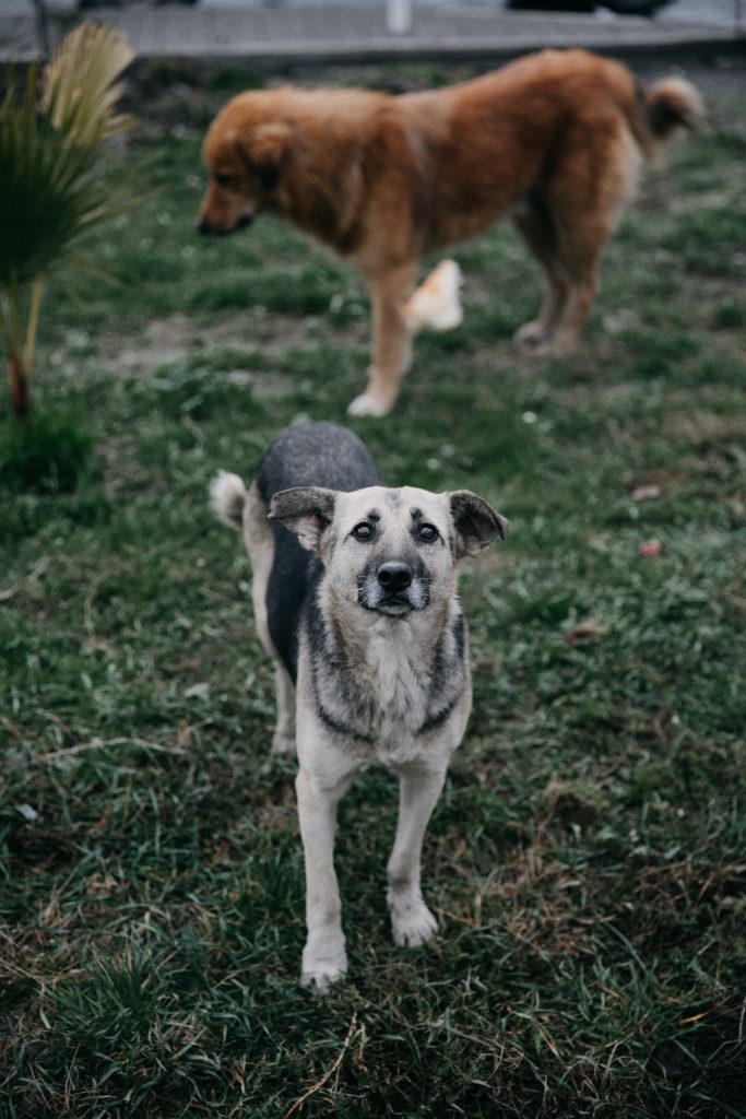 Maltraitance animale : la SNDA défend en appel la confiscation des chiens et les interdictions prononcées