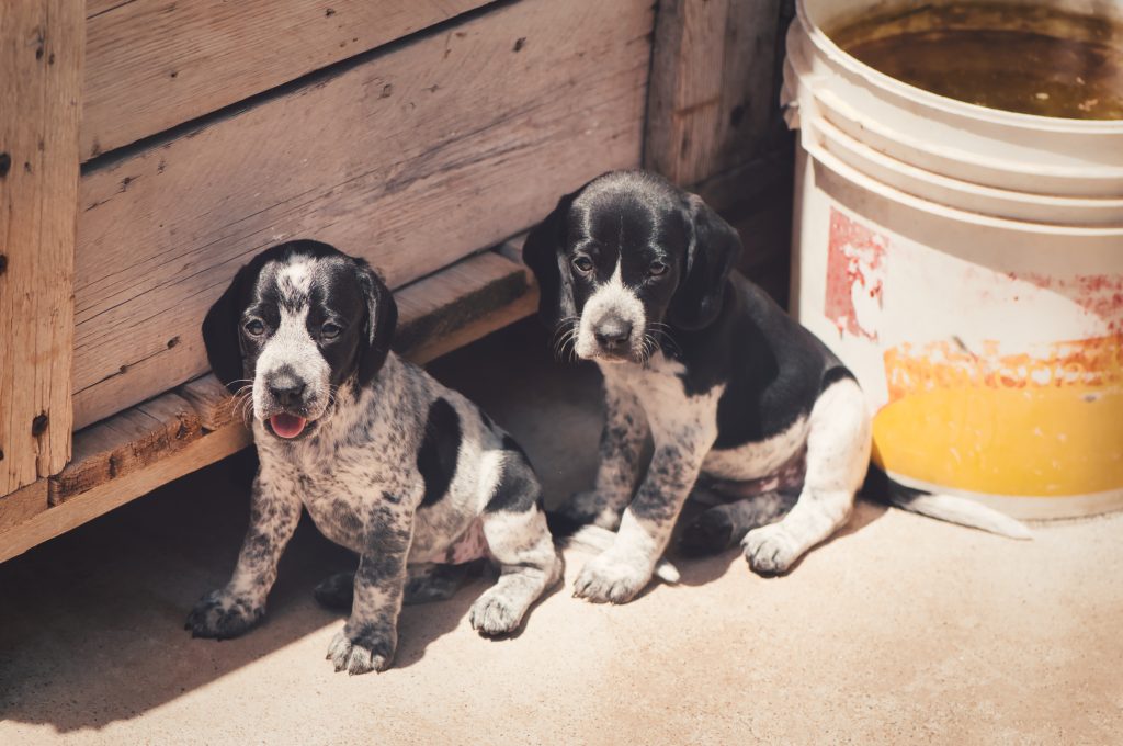 Élevage insalubre : la SNDA demande la confirmation de la confiscation des 14 chiens