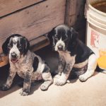 Élevage insalubre : la SNDA demande la confirmation de la confiscation des 14 chiens