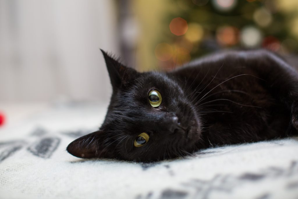 Décès du chat Gina à la gare de Lyon : la SNDA porte plainte et appelle à renforcer la protection des animaux