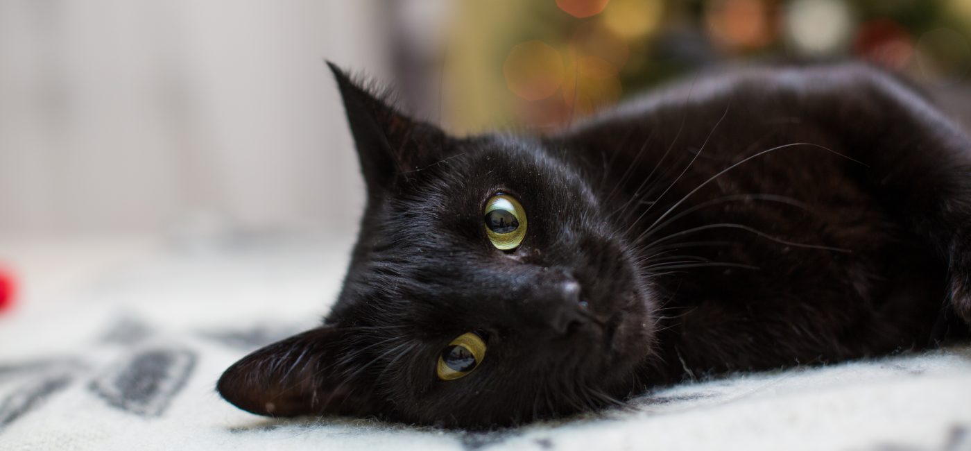 Décès du chat Gina à la gare de Lyon : la SNDA porte plainte et appelle à renforcer la protection des animaux