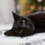 Décès du chat Gina à la gare de Lyon : la SNDA porte plainte et appelle à renforcer la protection des animaux