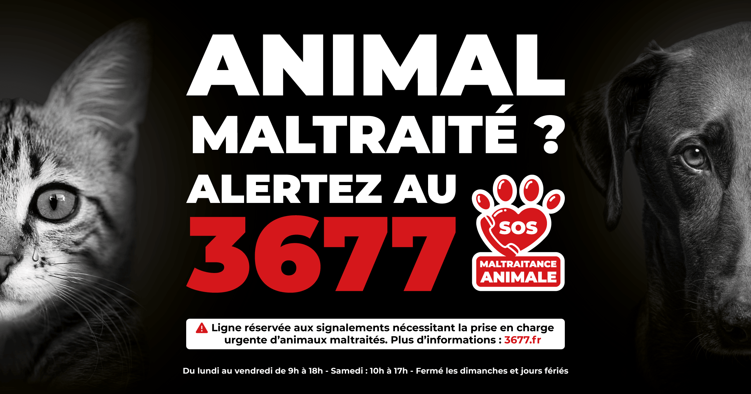 3677-SOS-maltraitance-animale-la-ligne-telephonique-nationale-de-signalement-de-maltraitance-animale
